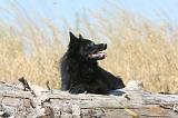 SCHIPPERKE 112